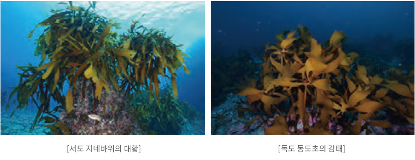 독도의 해조류