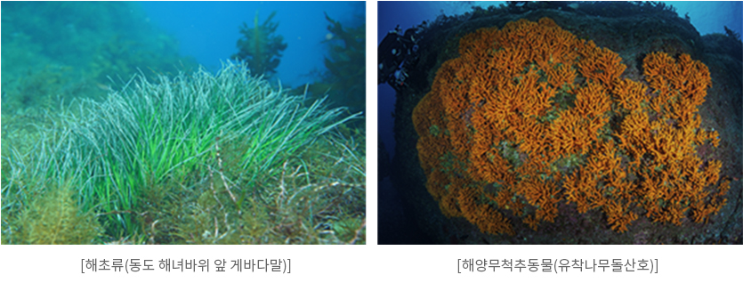 해양무척추동물