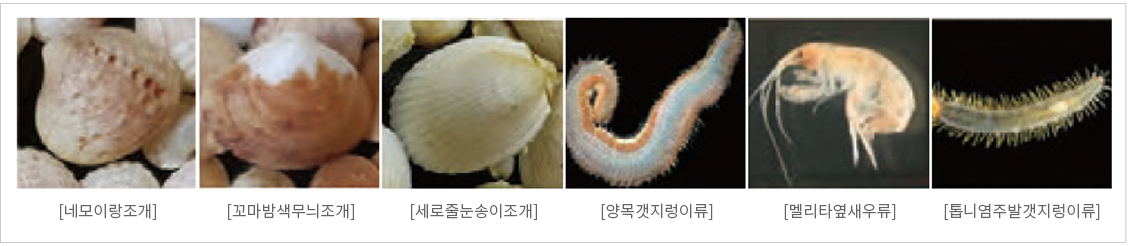 독도 해역의 대형저서동물