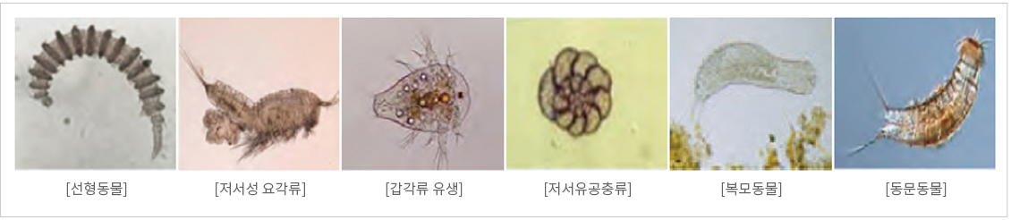 독도 해역의 중형저서동물