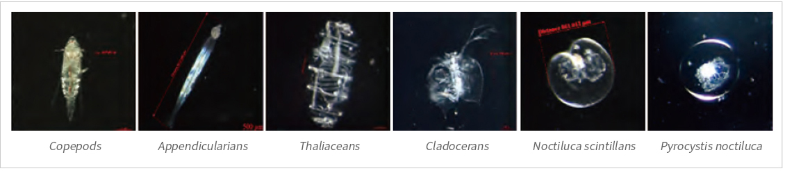 독도 주변 해역에서 출현한 동물플랑크톤 우점 분류군