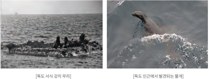 독도의 해양 포유동물