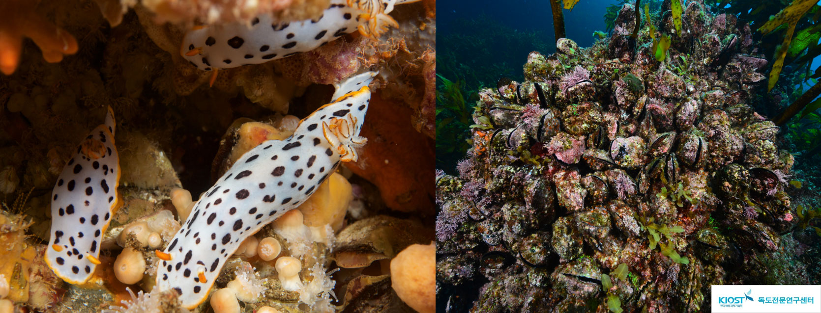 그림 3. 흰갯민숭달팽이(Chromodoris orientalis)와 홍합(Mytilus coruscus)