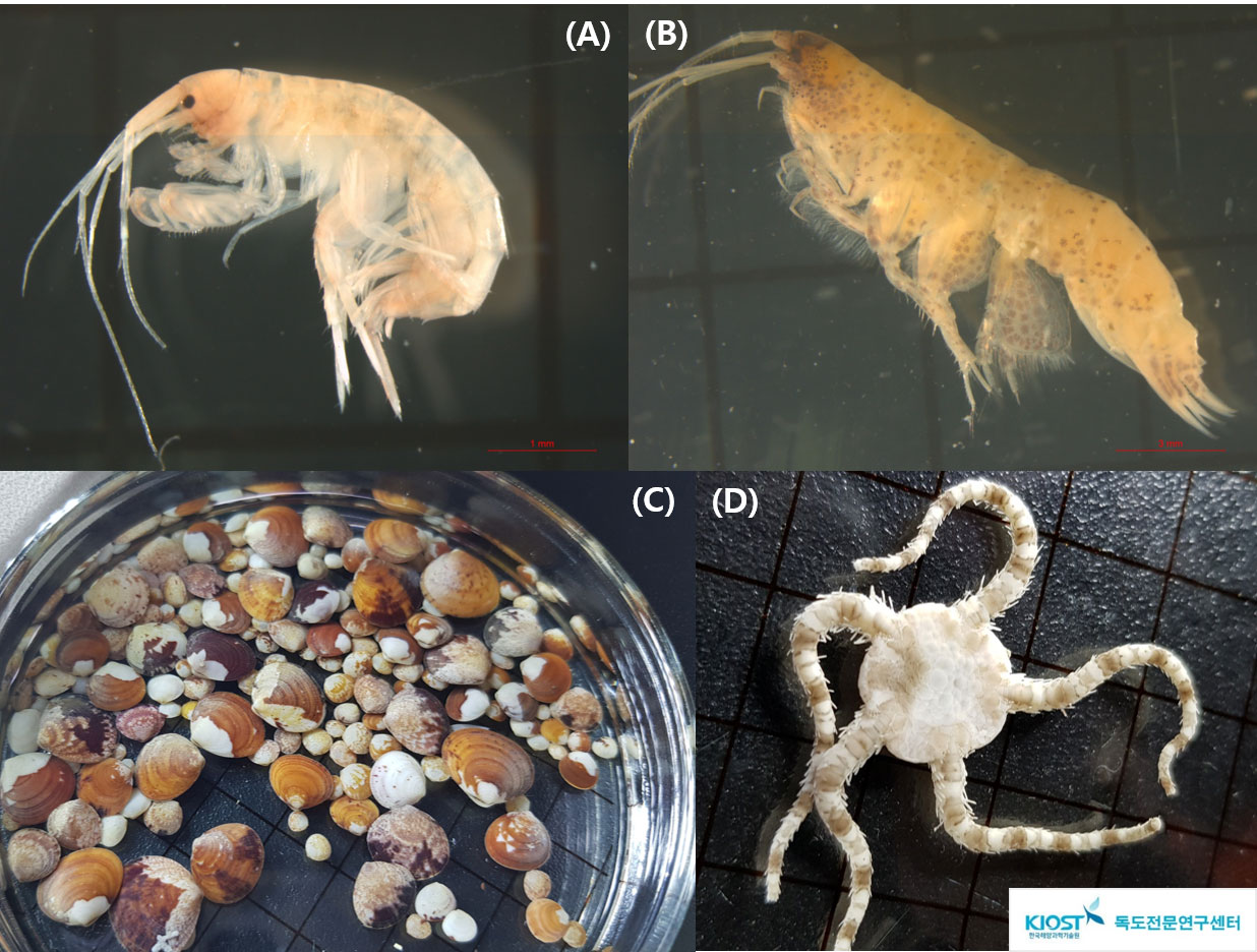 그림 4. 독도 연안 해역에 출현한 대형저서동물 주요 우점종A : Melita denticulata, B : 일본비블리스안경옆새우(Byblis japonicus),C : 꼬마밤색무늬조개(Glycymeris (Tucetonella) munda), D : 줄딱지거미불가사리(Ophionereis dubia)
