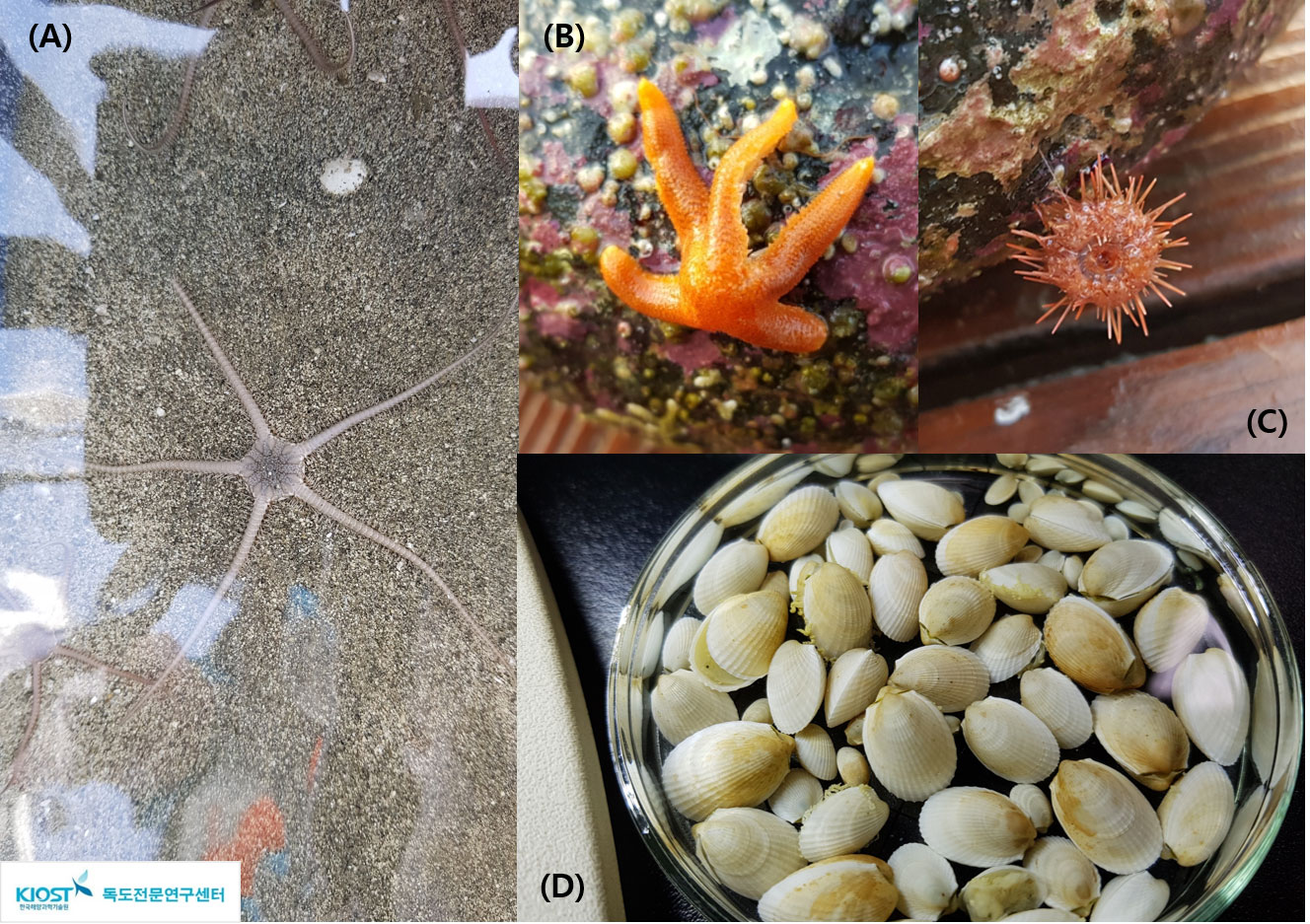 그림 5. 독도 연안 해역에 출현한 대형저서동물 A : 빗살거미불가사리(Ophiura kinbergi), B : 빨강불가사리(Certonardoa semiregularis),C : 성게류, D: 세로줄눈송이조개(Limatula japonica)