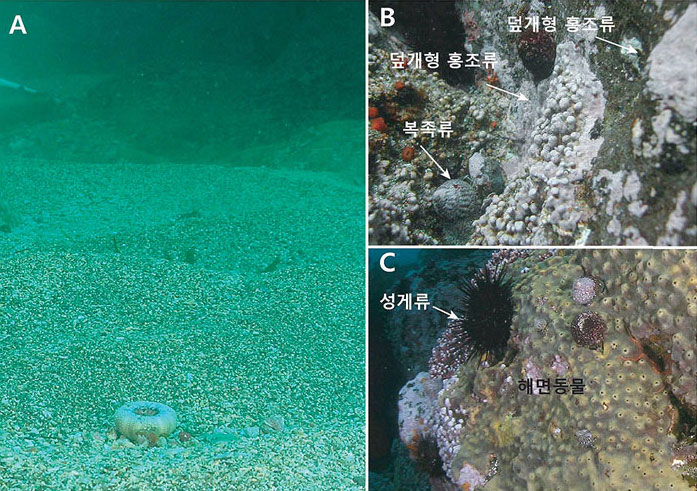 사진 1. 수심 20m 이내에서 발견되는 탄산염 퇴적물을 생산하고 있는 생산자. 
A) 수심 20m 이내에서 발견되는 탄산염 각질과 화산암편으로 구성된 퇴적물.
B) 수심 20m 이내에서 관찰되는 암반을 덮고 있는 덮개형 홍조류와 암반에 붙어서 살고 있는 복족류.
C) 수심 20m 이내에서 관찰되는 암반의 표면을 덮고 있는 해면동물.