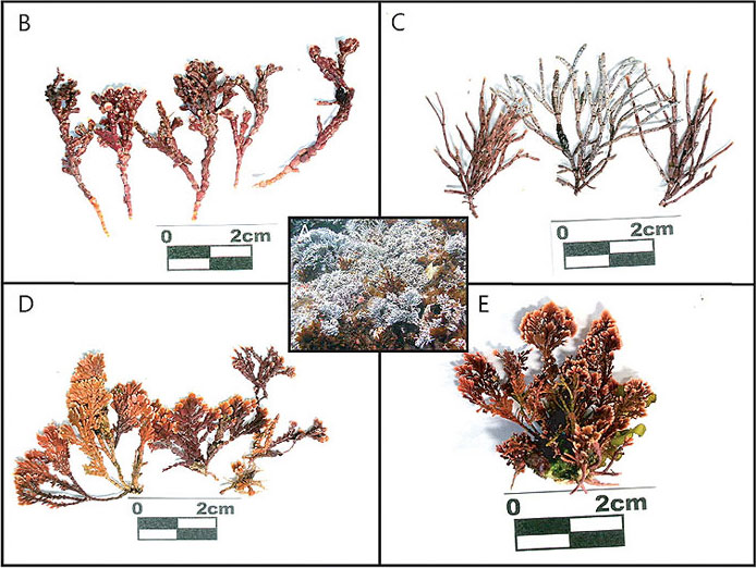사진 2. A) 수심 20m 이내에 서식하고 있는 가지상 홍조류.B, C, D, E) 수심 20m 이내에서 채취한 서로 다른 형태를 보여주는 가지상 홍조류.