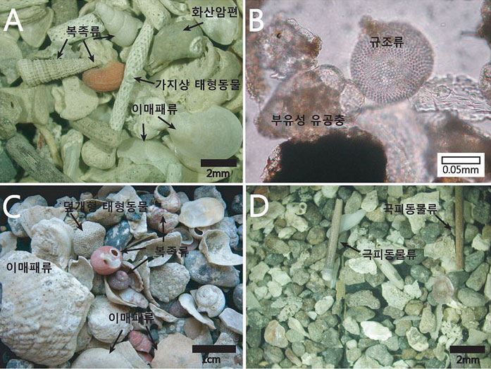 사진 6. 수심 20~100m에서 채취한 퇴적물