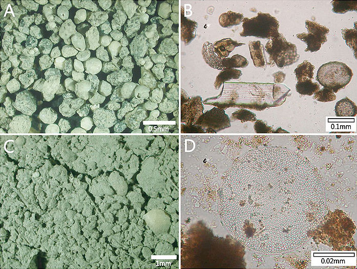 사진 8. A) 수심 200~700m에서 채취한 퇴적물. 화산암편, 부유성 유공충, 저서성 유공충 등이 점토광물로 덮여 있어 지저분하게 나타남.