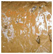 사진 2. 니질퇴적물에 화산쇄설성 역질퇴적물이 혼재된 형태