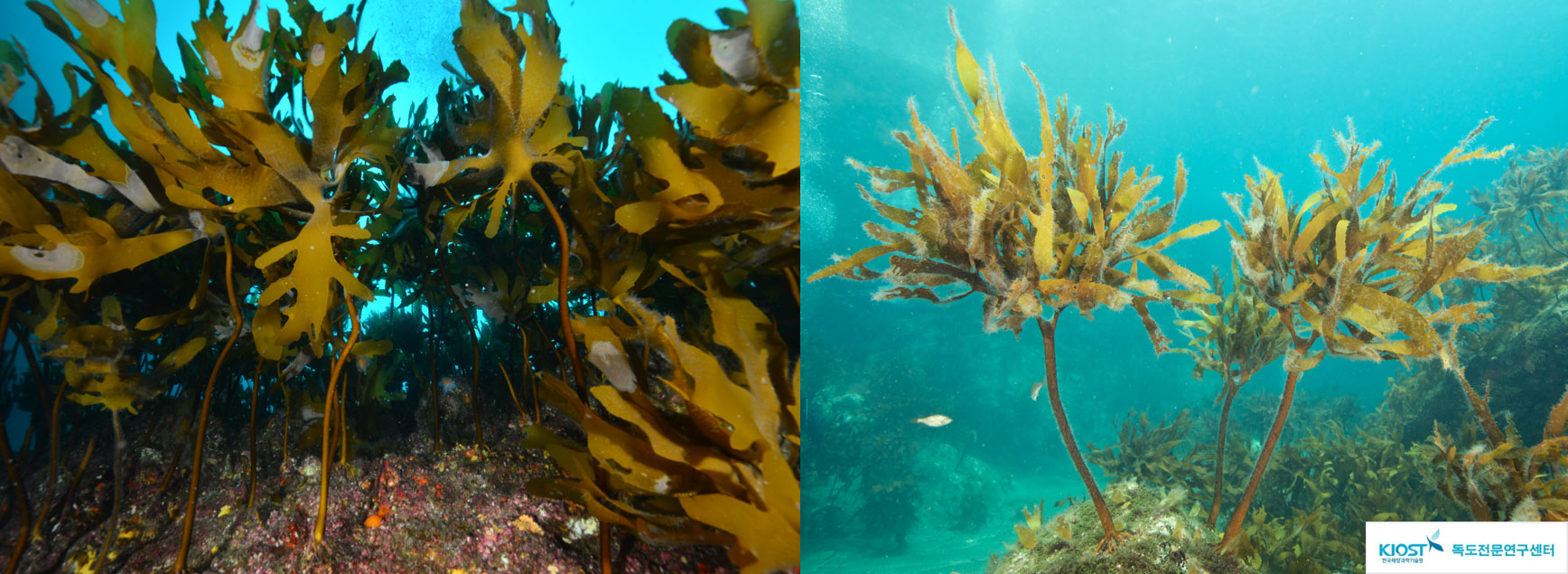 그림 2. 독도의 대표적인 대형 해조류 감태(Ecklonia cava)와 대황(Eisenia bicyclis)
