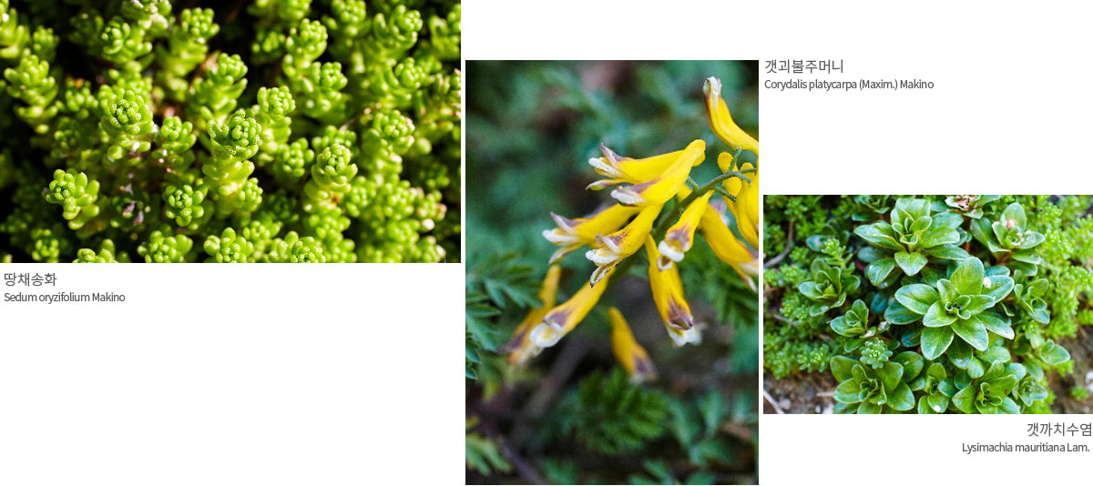 땅 채송화 Sedum oryzifolium Makino, 갯괴불주머니 Corydalis platycarpa (Maxim.) Makino, 깻까치수염 Lysimachia mauritiana Lam.