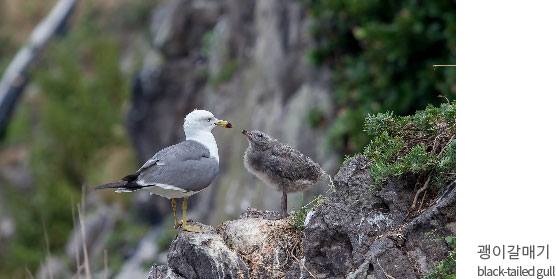 괭이갈매기black-tailed gull