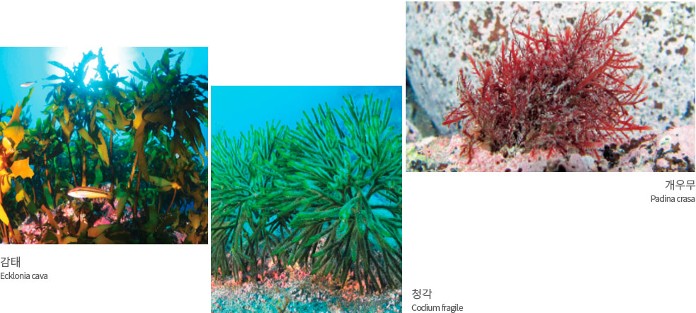 감태 Ecklonia cava, 청각 Codium fragile, 개우무 Padina crasa