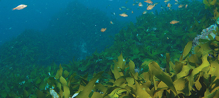 사진 1. 대형 갈조류인 감태로 이루어진 독도의 해조숲(동도 선착장 뒤 수심 10~15m)