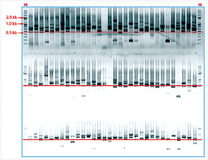 그림 1. 양호한 상태의 표준화된 cDNA 라이브러리 확보(평균길이 0.8Kb)