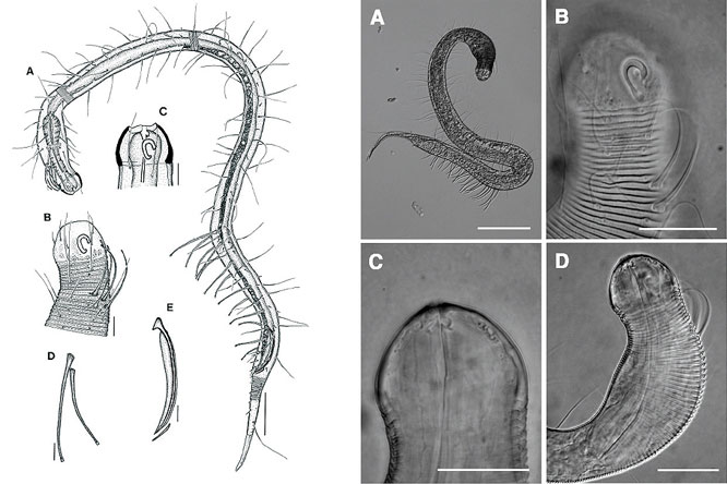 사진 2. 독도라는 이름을 가진 선형동물 독도긴털용선충(Prochaetosoma dokdoense)의 형태적 특성(Rho et al., 2010)
