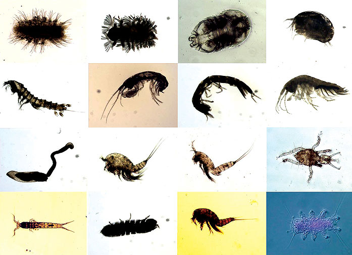 사진 4. 독도 해저에 서식하는 다양한 종류의 간극동물 현미경 사진(저서성 요각류, 다모류, 단각류, 등각류, 짠물응애류, 완보동물)